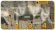 Opryskiwacz plecakowy akumulatorowy PM-OA-16T PM0748 Powermat